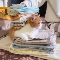 洗濯物を背中に乗せられ、遠くを見つめる猫