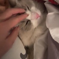 なでられるねこ