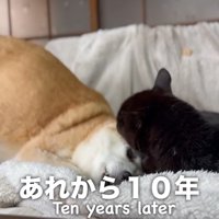 柴犬を毛づくろいしている黒猫