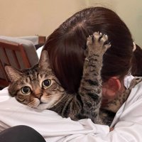 腹に顔を当てられて固まる猫