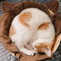 カゴの中で丸まって眠る子猫