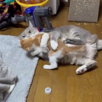襲ってくる子猫を両前足でホールドするサバトラ