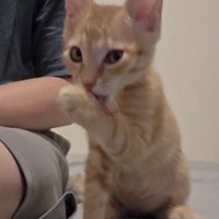 毛づくろいを始める茶トラの子猫