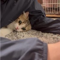 人の腕と体の間に入り込んでいる猫
