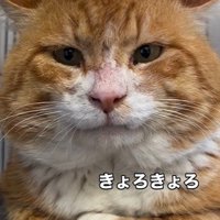 香箱座りをしている猫