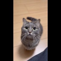 見上げる姿