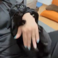 口を開けている猫