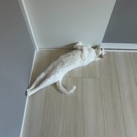 伸びる白猫