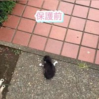 玄関前の地面に伏せている子猫