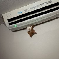 エアコンの上から覗く猫
