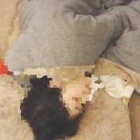 一緒に寝る猫と飼い主