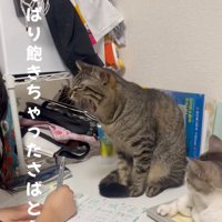 あくびをする猫