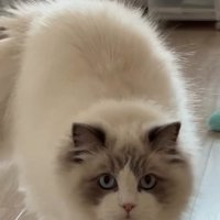 カメラに近づく猫