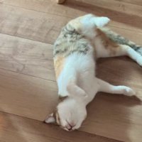 床に寝転がる猫