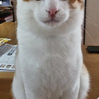 お座りする猫