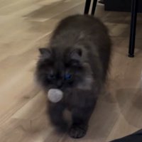 ボールを咥える猫