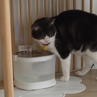 給水器の前の猫