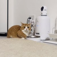 給餌器の前で待つマンチカン