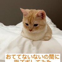 香箱座りをしている猫