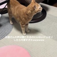 キョロキョロしている猫