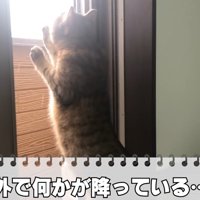 外で何かが