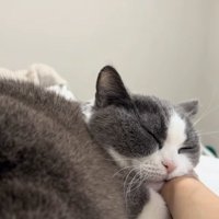 飼い主の手を枕にして寝ている猫