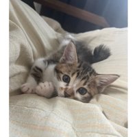 室内にいる猫