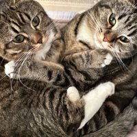 抱き合って座る2匹の猫