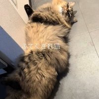 横になる猫