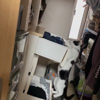 ぶら下がる猫