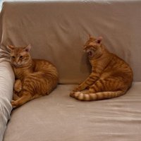 ソファにいる猫2匹