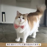 玄関で立っている猫