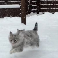 雪の中で走るノルウェージャンフォレストキャット
