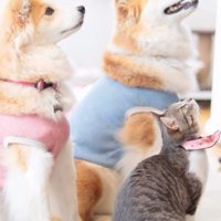 座って見上げる猫と犬