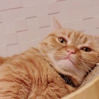 爪とぎの上でくつろぐミックス猫