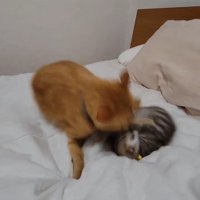 子猫に近づく成猫