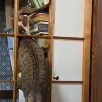 穴の開いた障子に登る猫