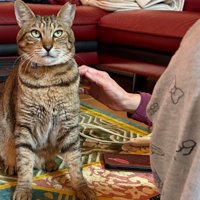 監視するように見つめる猫
