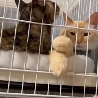 ケージの中でくつろぐ猫