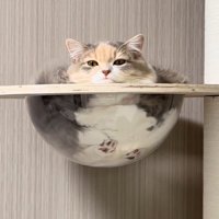 キャットタワーで休む猫