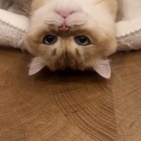 寝転がる猫
