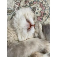 眠る猫