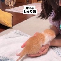 子猫を見守る猫