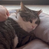 肩をマッサージされる猫