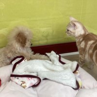 犬と向かい合う猫