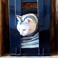 顔を少し出して