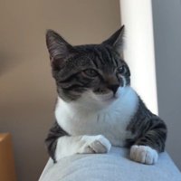 ソファのへりに乗る猫