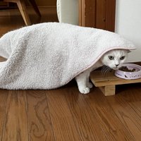 横を向く猫