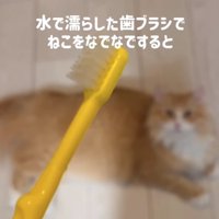 黄色い歯ブラシとピントがボケた猫