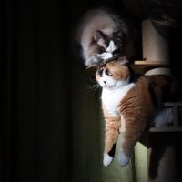 キャットタワーのステップから身を乗り出す三毛猫に顔を近づける長毛猫